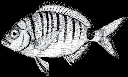 132 A guide to the eggs and larvae of 100 common Western Mediterranean Sea bony fish species SPARIDAE Diplodus sargus (Linnaeus, 1758) The genus Diplodus includes several species whose larvae are