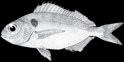 134 A guide to the eggs and larvae of 100 common Western Mediterranean Sea bony fish species SPARIDAE Pagellus bogaraveo (Brünnich, 1768) En: Blackspot(=red) seabream Fr: Dorade rose Sp: Besugo