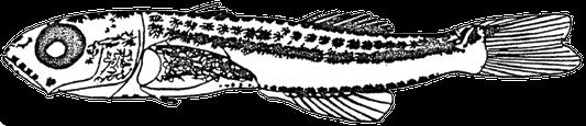 Dorsal and ventral melanophores on urostyle