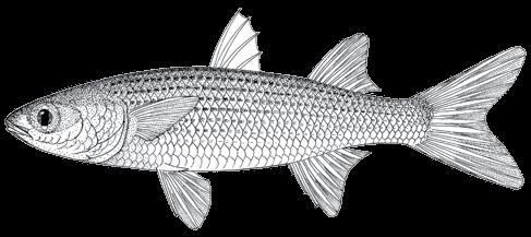 148 A guide to the eggs and larvae of 100 common Western Mediterranean Sea bony fish species MUGILIDAE Mugil cephalus Linnaeus, 1758 En: Flathead grey mullet Fr: Mulet à grosse tête Sp: Pardete