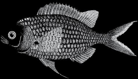 150 A guide to the eggs and larvae of 100 common Western Mediterranean Sea bony fish species POMACENTRIDAE Chromis chromis (Linnaeus, 1758) En: Damselfish Habitat: Littoral, mainly in rocky areas,