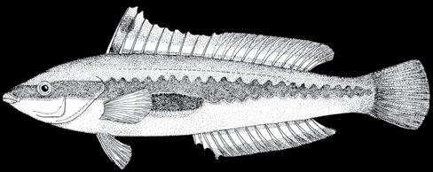 152 A guide to the eggs and larvae of 100 common Western Mediterranean Sea bony fish species LABRIDAE Coris julis (Linnaeus, 1758) En: Rainbow wrasse Fr: Girelle Sp: Julia Habitat: Benthic, littoral,