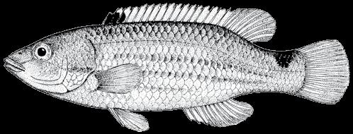 154 A guide to the eggs and larvae of 100 common Western Mediterranean Sea bony fish species LABRIDAE Ctenolabrus rupestris (Linnaeus, 1758) En: Goldsinny wrasse Fr: Rouquié Sp: Tabernero Habitat: