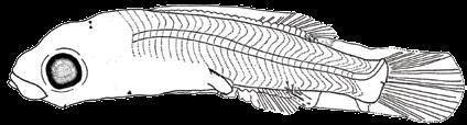 rupestris (Linnaeus, 1758)