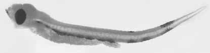 156 A guide to the eggs and larvae of 100 common Western Mediterranean Sea bony fish species LABRIDAE Labrus mixtus Linnaeus, 1758 En: Cuckoo wrasse Fr: Vieille coquette Sp: Gallano Habitat: Benthic,