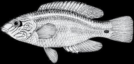 158 A guide to the eggs and larvae of 100 common Western Mediterranean Sea bony fish species LABRIDAE Symphodus melops (Linnaeus, 1758) En: Corkwing wrasse Fr: Crénilabre mélops Sp: Porredana