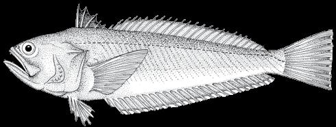 162 A guide to the eggs and larvae of 100 common Western Mediterranean Sea bony fish species TRACHINIDAE Echiichthys vipera (Cuvier, 1829) En: Lesser weever Habitat: Littoral and benthic, on sandy,