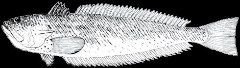 164 A guide to the eggs and larvae of 100 common Western Mediterranean Sea bony fish species TRACHINIDAE Trachinus draco Linnaeus, 1758 En: Greater weever Fr: Grande vive Sp: Escorpión Habitat: