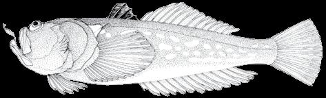 166 A guide to the eggs and larvae of 100 common Western Mediterranean Sea bony fish species URANOSCOPIDAE Uranoscopus scaber Linnaeus, 1758 En: Stargazer Fr: