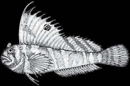 168 A guide to the eggs and larvae of 100 common Western Mediterranean Sea bony fish species BLENNIIDAE Blennius ocellaris Linnaeus, 1758 En: Butterfly blenny Sp: Torillo Habitat: Benthic, on hard