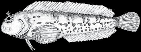 172 A guide to the eggs and larvae of 100 common Western Mediterranean Sea bony fish species BLENNIIDAE Parablennius pilicornis (Cuvier, 1829) En: Ringneck blenny Habitat: Benthic, littoral Spawning