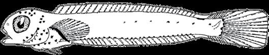 Identification sheets 173 BLENNIIDAE Parablennius pilicornis (Cuvier,
