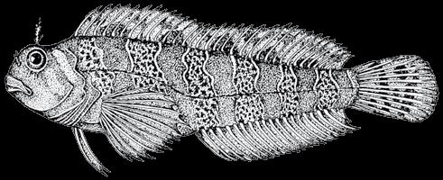 174 A guide to the eggs and larvae of 100 common Western Mediterranean Sea bony fish species BLENNIIDAE Parablennius gattorugine (Linnaeus, 1758) En: Tompot blenny Sp: Cabruza Habitat: Benthic,