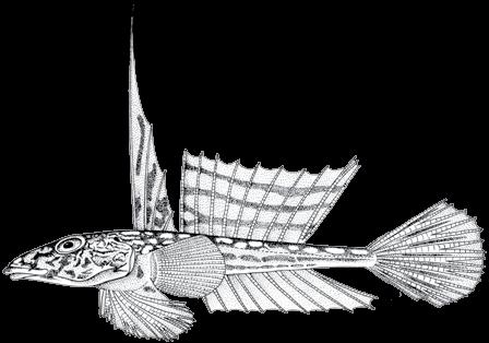 176 A guide to the eggs and larvae of 100 common Western Mediterranean Sea bony fish species CALLIONYMIDAE Callionymus Linnaeus, 1758 In the Western Mediterranean Sea there are 6 species of the genus