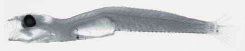178 A guide to the eggs and larvae of 100 common Western Mediterranean Sea bony fish species GOBIIDAE Crystallogobius linearis (Düben, 1845) En: Crystal goby Habitat: Pelagic, in coastal to offshore