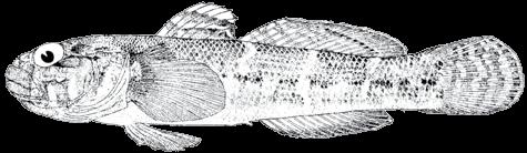 180 A guide to the eggs and larvae of 100 common Western Mediterranean Sea bony fish species GOBIIDAE Gobius paganellus Linnaeus, 1758 En: Rock goby Fr: Gobie paganel Sp: Bobí Habitat: Benthic, in