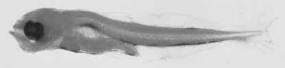 184 A guide to the eggs and larvae of 100 common Western Mediterranean Sea bony fish species GOBIIDAE Pomatoschistus microps (Krøyer, 1838) En: Common goby Fr: Gobie commun Habitat: Benthic, coastal,