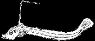 Long cephalic appendix in