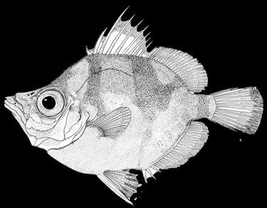 202 A guide to the eggs and larvae of 100 common Western Mediterranean Sea bony fish species CAPROIDAE Capros aper (Linnaeus, 1758) En: Boarfish Fr: Sanglier Sp: Ochavo Habitat: Benthic, between 25
