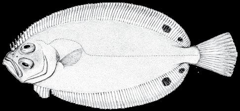 204 A guide to the eggs and larvae of 100 common Western Mediterranean Sea bony fish species SCOPHTHALMIDAE Lepidorhombus boscii (Risso, 1810) En: Four spot megrim Fr: