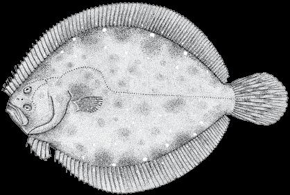 206 A guide to the eggs and larvae of 100 common Western Mediterranean Sea bony fish species SCOPHTHALMIDAE Scophthalmus rhombus (Linnaeus, 1758) En: Brill Fr: Barbue Sp: Rémol Habitat: Benthic,