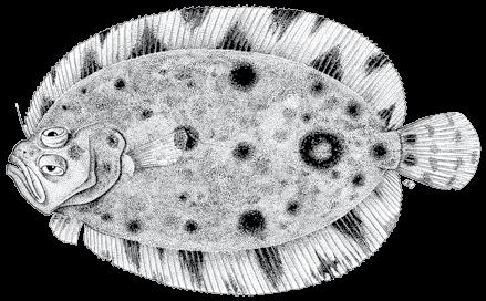 208 A guide to the eggs and larvae of 100 common Western Mediterranean Sea bony fish species SCOPHTHALMIDAE Zeugopterus regius (Bonnaterre, 1788) En: Eckström s topknot Sp: Pelaya miseres Habitat:
