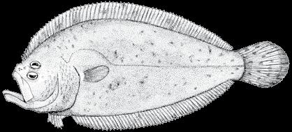 210 A guide to the eggs and larvae of 100 common Western Mediterranean Sea bony fish species BOTHIDAE Arnoglossus laterna (Walbaum, 1792) En: Mediterranean scaldfish Fr: Arnoglosse de Méditerranée