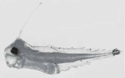 212 A guide to the eggs and larvae of 100 common Western Mediterranean Sea bony fish species BOTHIDAE Bothus podas (Delaroche, 1809) En: Wide eyed flounder Habitat: Benthic, over sand and mud of the