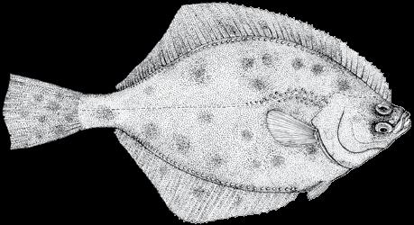 214 A guide to the eggs and larvae of 100 common Western Mediterranean Sea bony fish species PLEURONECTIDAE Platichthys flesus (Linnaeus, 1758) En: European flounder