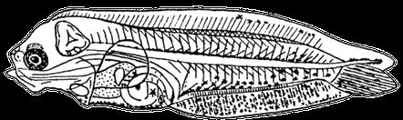 (Linnaeus, 1758) B. 2.8 mm A.