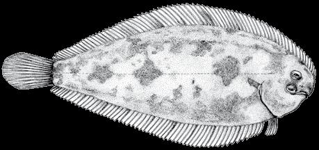 216 A guide to the eggs and larvae of 100 common Western Mediterranean Sea bony fish species SOLEIDAE Buglossidium luteum (Risso, 1810) En: Solenette Habitat: Benthic, over sandy bottoms,