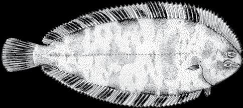 218 A guide to the eggs and larvae of 100 common Western Mediterranean Sea bony fish species SOLEIDAE Microchirus variegatus (Donovan, 1808) En: Thickback sole Sp: Golleta Habitat: Benthic, over sand