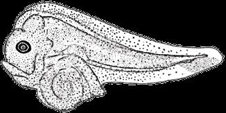variegatus (Donovan, 1808) B.