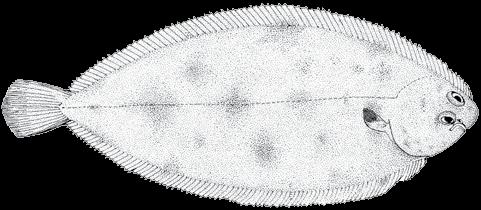 220 A guide to the eggs and larvae of 100 common Western Mediterranean Sea bony fish species SOLEIDAE Solea solea (Linnaeus, 1758) En: Common sole Fr: Sole commune Sp: Lenguado común Habitat: