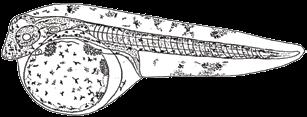 solea (Linnaeus, 1758)