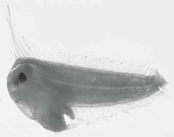 222 A guide to the eggs and larvae of 100 common Western Mediterranean Sea bony fish species CYNOGLOSSIDAE Symphurus nigrescens Rafinesque, 1810 En: Tonguesole Fr: Plagusie sombre Habitat: Benthic,