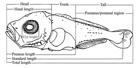 Introduction 13 Morphometric characters include the different measurements of a larva.