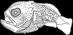 20 A guide to the eggs and larvae of 100 common Western Mediterranean Sea bony fish species Carangidae Bramidae Coryphaenidae