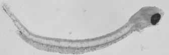 30 A guide to the eggs and larvae of 100 common Western Mediterranean Sea bony fish species CLUPEIDAE Sardinella aurita Valenciennes, 1847 En: Round sardinella Fr: Allache Sp: Alacha Habitat: