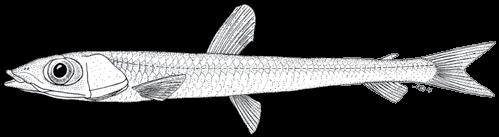 34 A guide to the eggs and larvae of 100 common Western Mediterranean Sea bony fish species ARGENTINIDAE Argentina sphyraena Linnaeus, 1758 En: Argentine Fr: Petite argentine Sp: Pez plata Habitat: