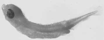 38 A guide to the eggs and larvae of 100 common Western Mediterranean Sea bony fish species MICROSTOMATIDAE Nansenia oblita (Facciolà, 1887) Habitat: Mesopelagic Spawning season: Winter EGGS Habitat: