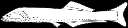 melanophores along lateral sides of gut: one close to pectoral fin base, another at mid gut and a third one over hindgut; dorsum of swimbladder pigmented; a
