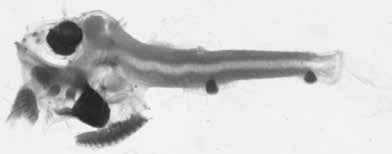 42 A guide to the eggs and larvae of 100 common Western Mediterranean Sea bony fish species STERNOPTYCHIDAE Argyropelecus hemigymnus Cocco, 1829 En: Half naked hatchetfish Sp: Hacha de plata Habitat: