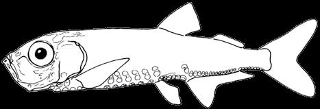 44 A guide to the eggs and larvae of 100 common Western Mediterranean Sea bony fish species STERNOPTYCHIDAE Maurolicus muelleri (Gmelin, 1789) En: Silvery lightfish Habitat: Mesopelagic, between 40
