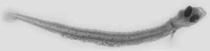 Undescribed LARVAE Distinctive characters: body elongate and slender with a prominent swimbladder (not present in young larvae); dorsal and anal