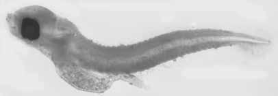 62 A guide to the eggs and larvae of 100 common Western Mediterranean Sea bony fish species MYCTOPHIDAE Diaphus holti Täning, 1918 En: Small lantern fish Fr: Lanterne courte Sp: Rafino corto Habitat: