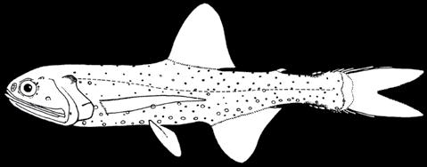 68 A guide to the eggs and larvae of 100 common Western Mediterranean Sea bony fish species MYCTOPHIDAE Lampanyctus pusillus (Johnson, 1890) En: Pigmy lanternfish Habitat: Mesopelagic, between 500