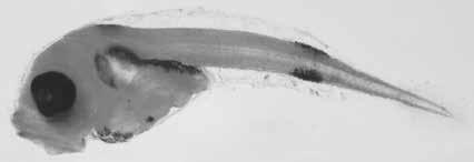 along tail, growing on lateral sides of body to form a continuous bar in later larvae; some melanophores on head, and upper and lower jaw tips; peritoneal region pigmented; fins,