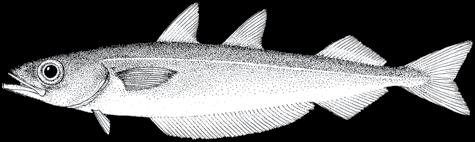 80 A guide to the eggs and larvae of 100 common Western Mediterranean Sea bony fish species GADIDAE Micromesistius poutassou (Risso, 1827) En: Blue whiting(=poutassou) Fr: Merlan bleu Sp: Bacaladilla