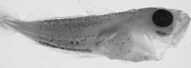 82 A guide to the eggs and larvae of 100 common Western Mediterranean Sea bony fish species GADIDAE Trisopterus luscus (Linnaeus, 1758) En: Pouting(=Bib) Fr: Tacaud commun Sp: Faneca Habitat: